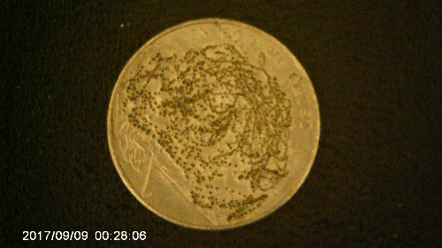 2006-D-Jefferson-Nickle